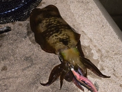 アオリイカの釣果