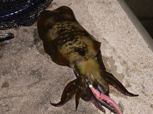 アオリイカの釣果