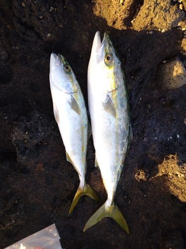 フクラギの釣果