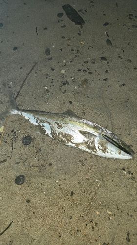ワラサの釣果
