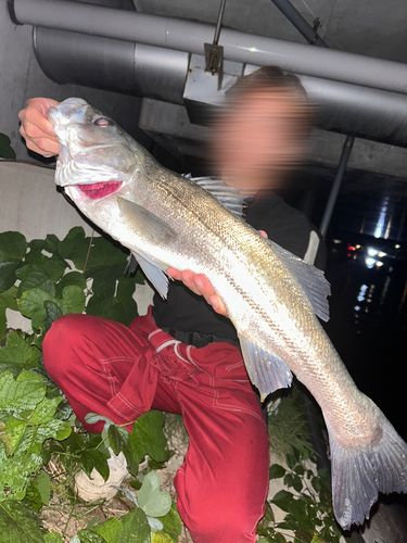 スズキの釣果