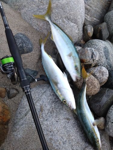 ツバイソの釣果