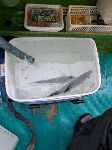 大阪湾