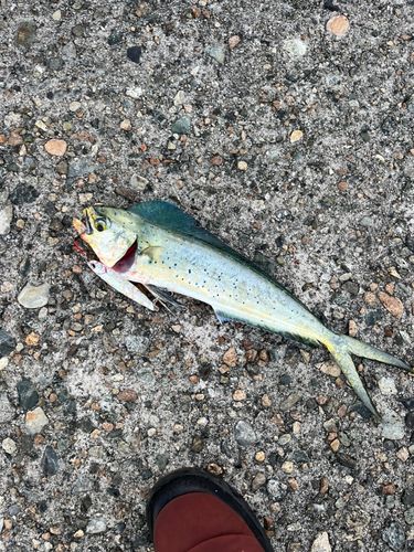 シイラの釣果