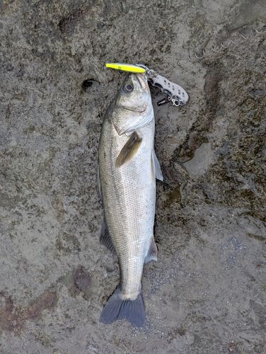 マルスズキの釣果