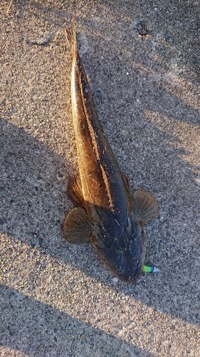 マゴチの釣果