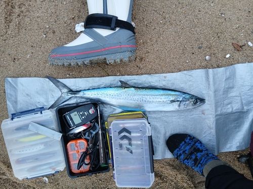 サゴシの釣果