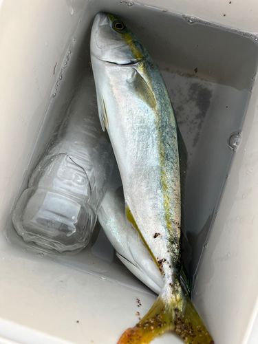 波松海岸