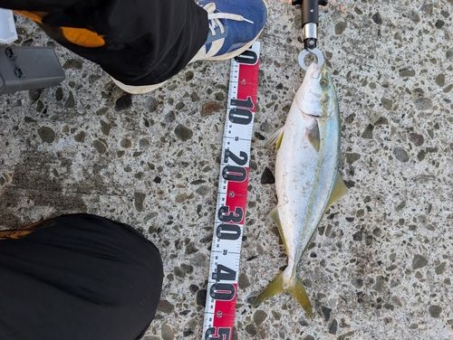 イナダの釣果