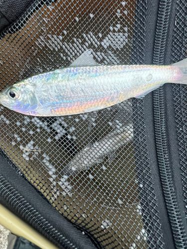 サッパの釣果