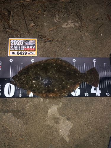 ヒラメの釣果