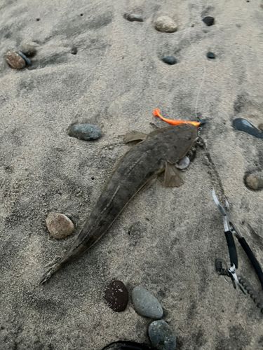 マゴチの釣果