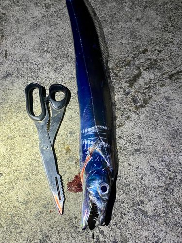 タチウオの釣果