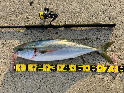 ワラサの釣果