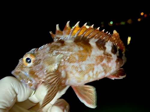 ガシラの釣果