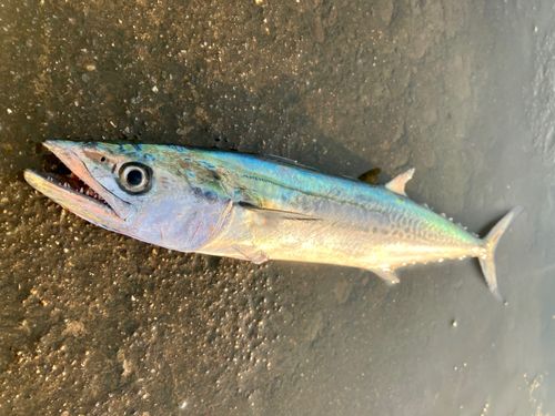 サゴシの釣果