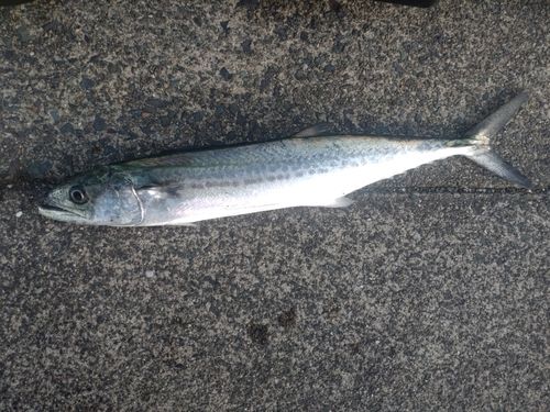 サゴシの釣果