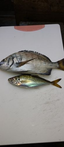 チヌの釣果