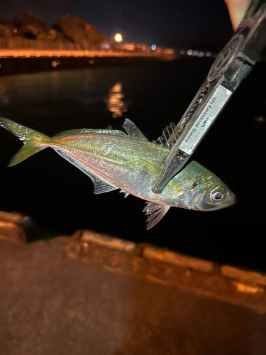 大阪湾