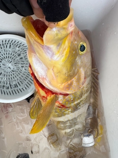 ウッカリカサゴの釣果