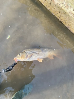 コイの釣果