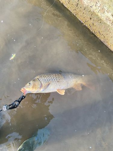 コイの釣果