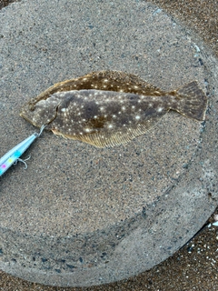 ヒラメの釣果