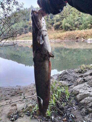 ナマズの釣果