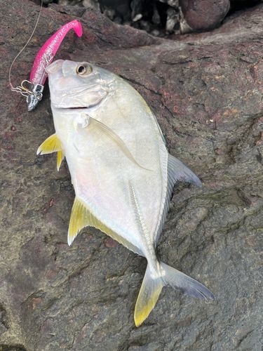メッキの釣果