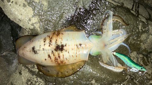 アオリイカの釣果