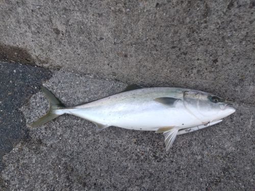イナダの釣果