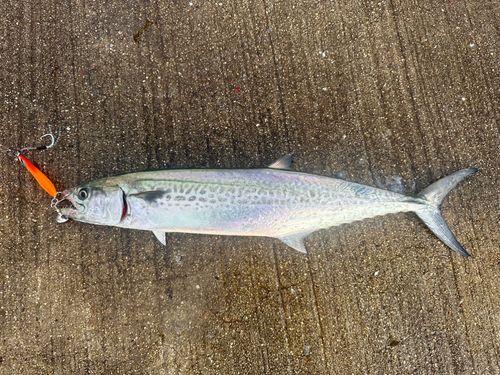 サゴシの釣果