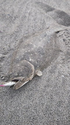 ヒラメの釣果