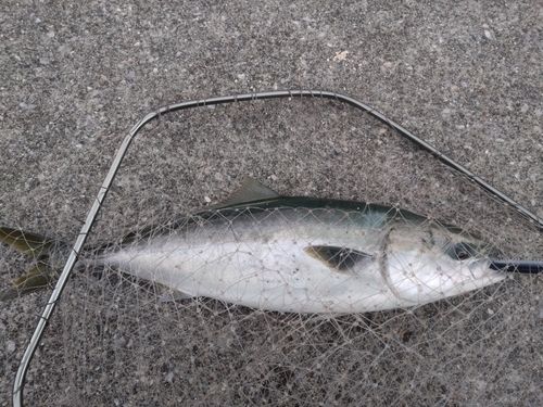ワラサの釣果