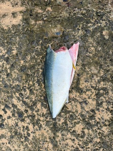ヤズの釣果