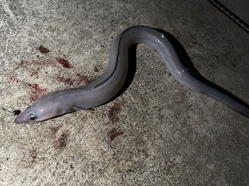 クロアナゴの釣果