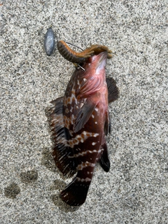 キジハタの釣果