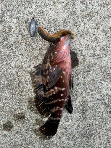 キジハタの釣果