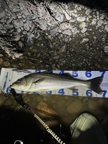 スズキの釣果