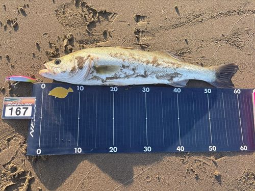 シーバスの釣果