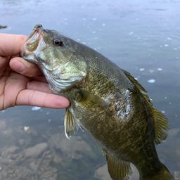 スモールマウスバス