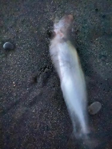 サゴシの釣果