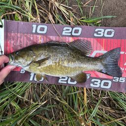 スモールマウスバス