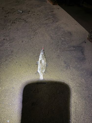 セイゴ(マルスズキ)の釣果