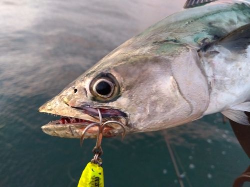 サゴシの釣果