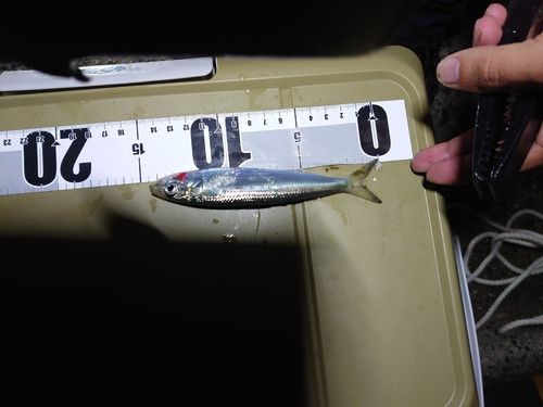 イワシの釣果