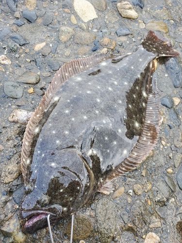 ヒラメの釣果