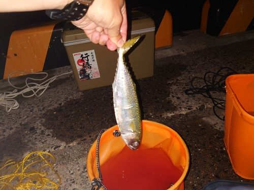 サバの釣果
