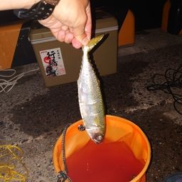 サバ