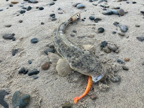 マゴチの釣果